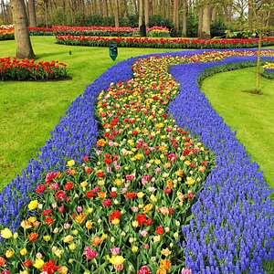 keukenhof gardens tour