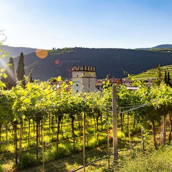 Valpolicella Wine Tour