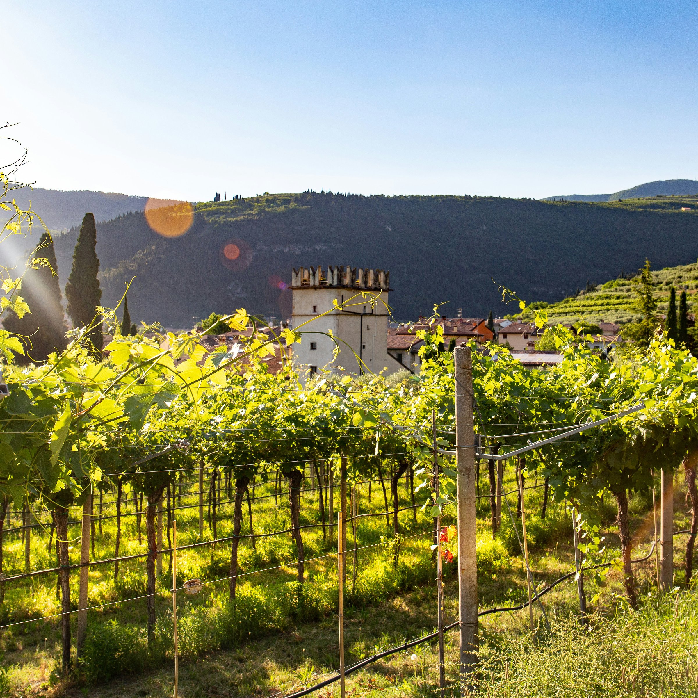 Valpolicella Wine Tour