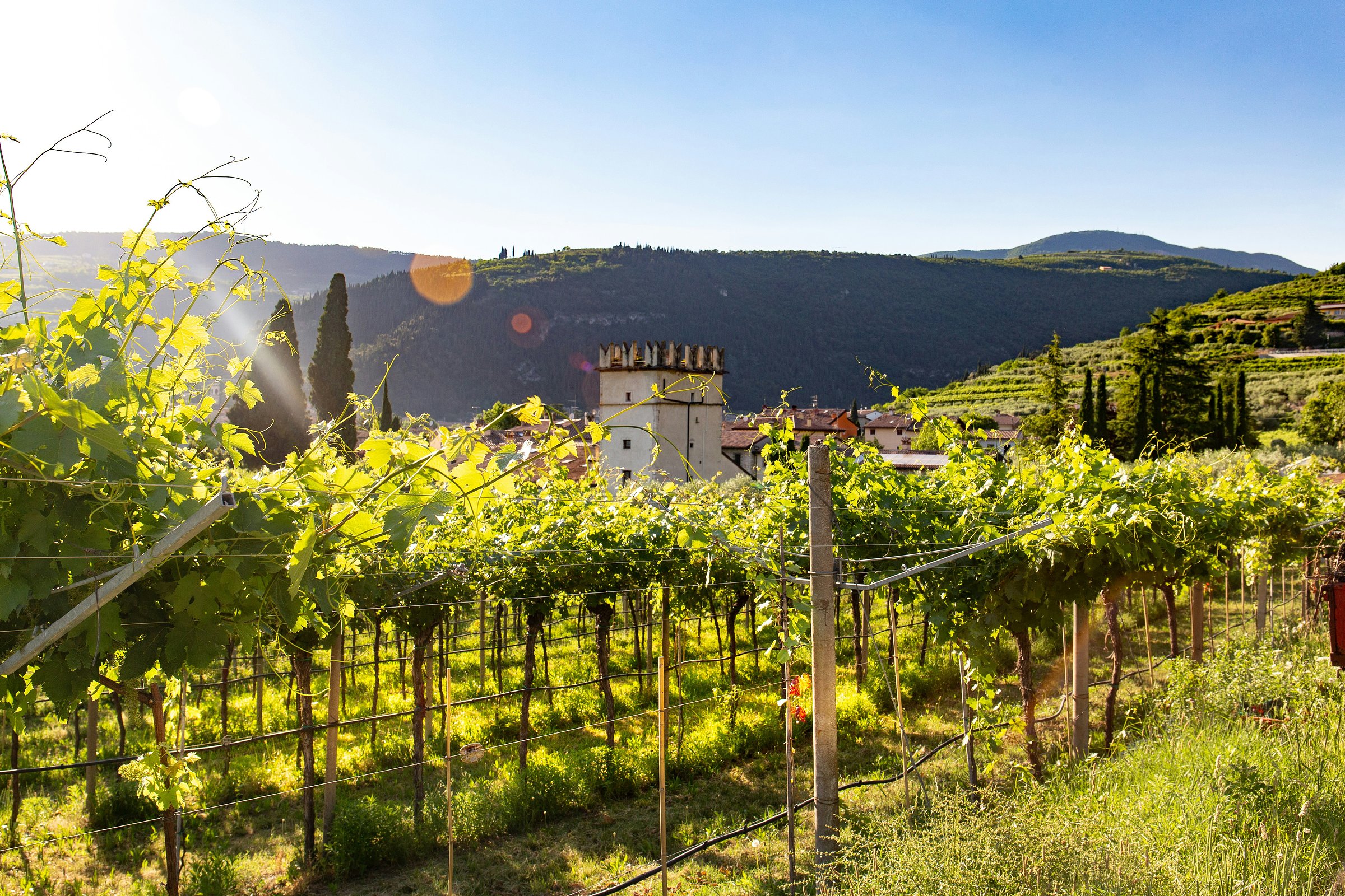 Valpolicella Wine Tour