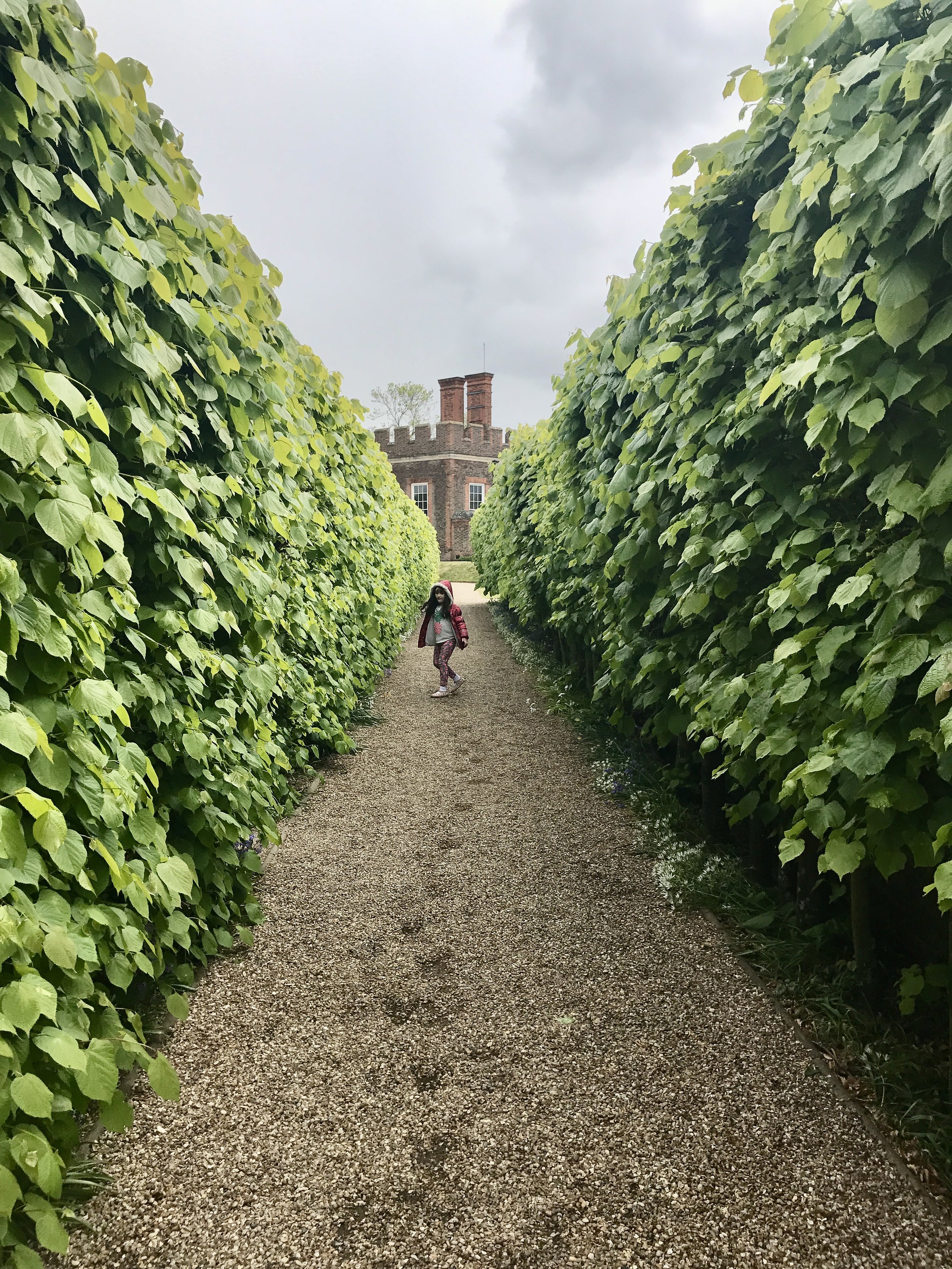 A gravel pathway flanked by tall, dense green hedges leading toward a brick turreted building at Hampton Court Palace, with a visitor walking down the path.