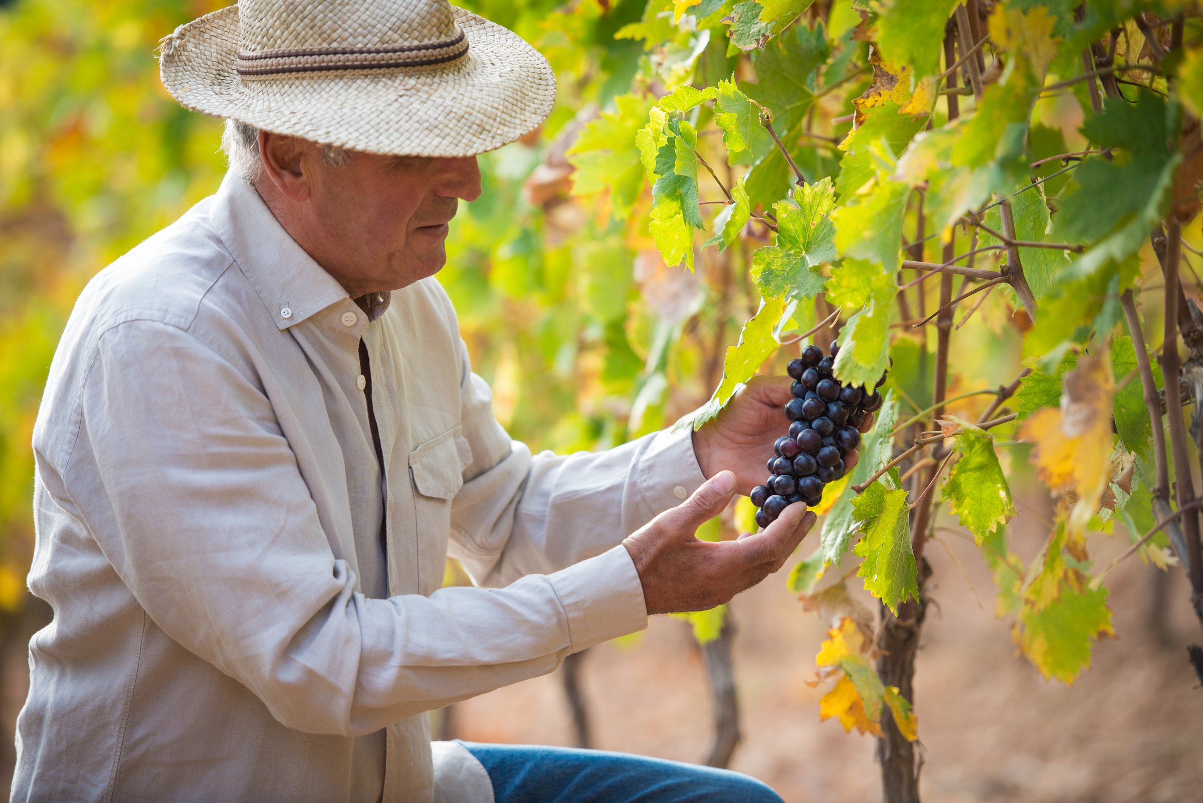 wine tasting bordeaux