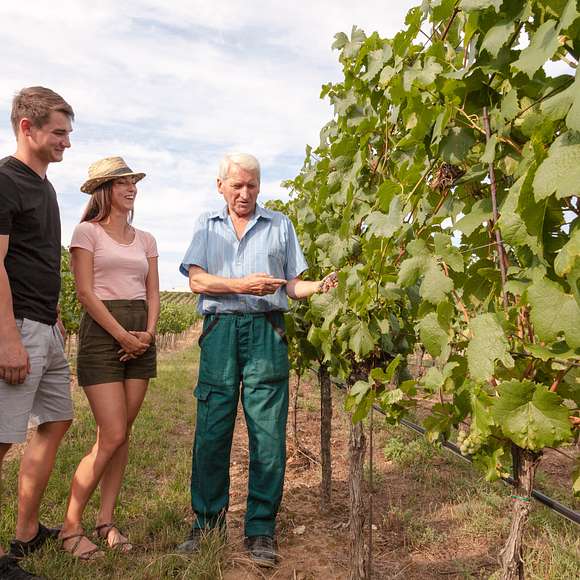 Valpolicella Wine Tour from Verona