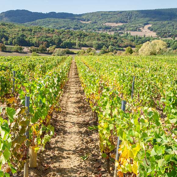 burgundy vineyard tour