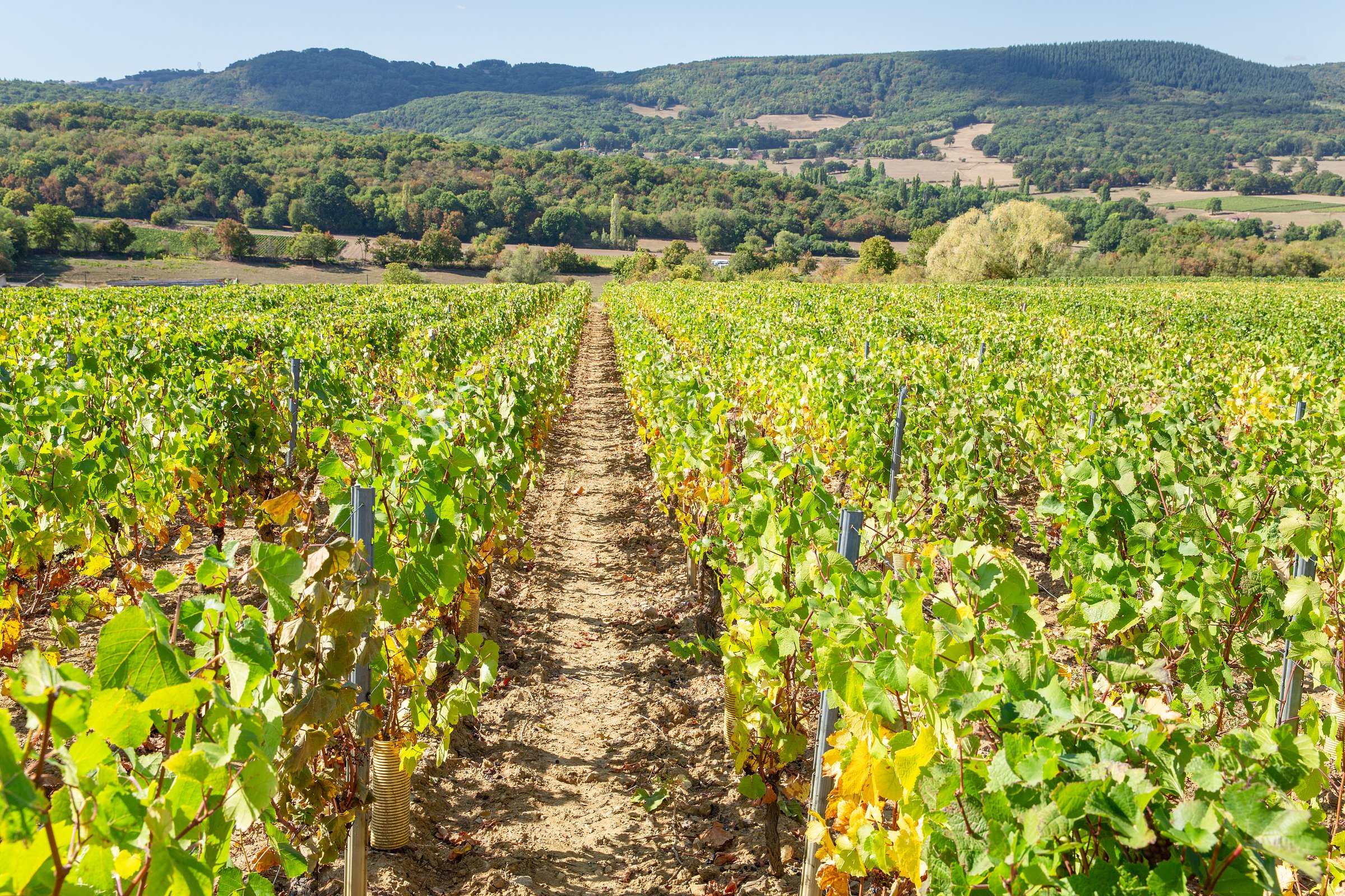 burgundy vineyard tour