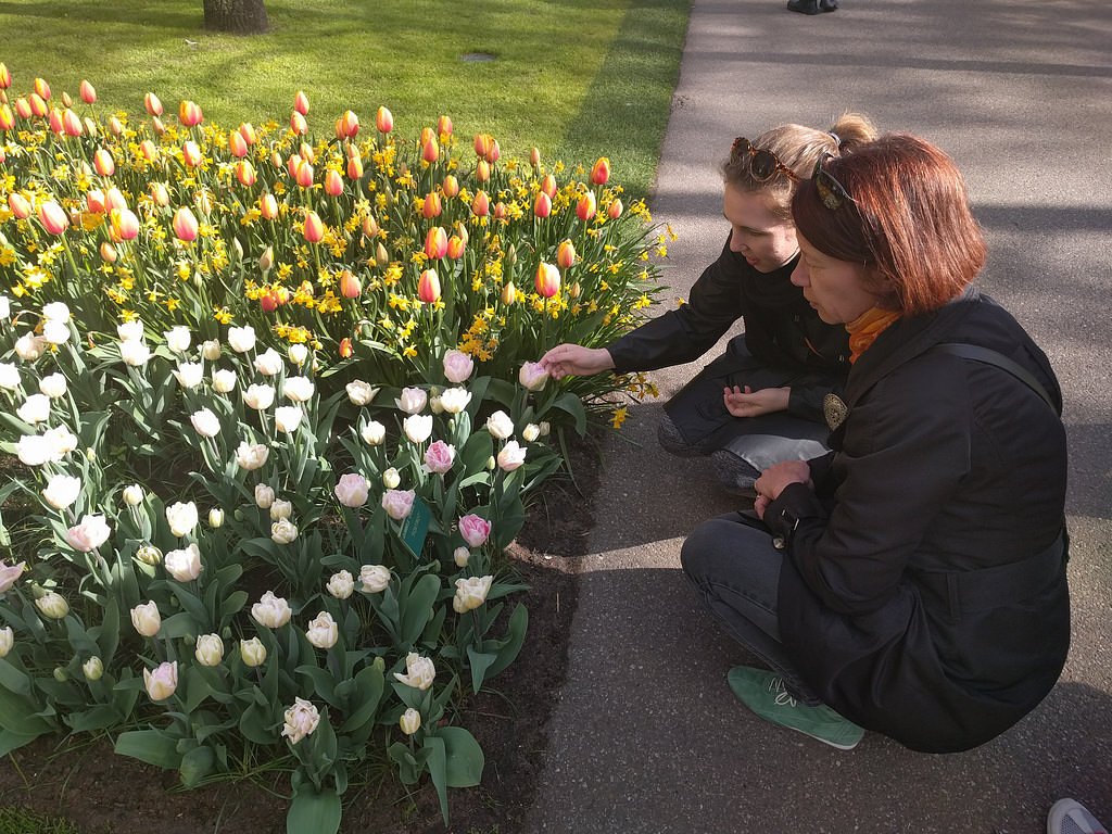 amsterdam tulip tour