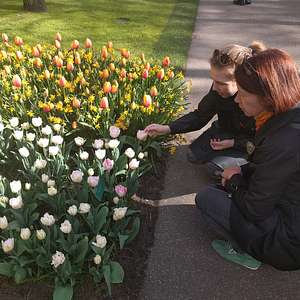 amsterdam tulip tour
