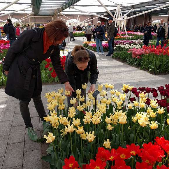 keukenhof tour from amsterdam