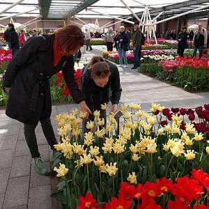 keukenhof tour from amsterdam