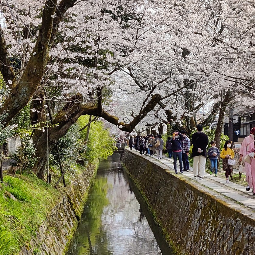 Cherry blossoms in Japan