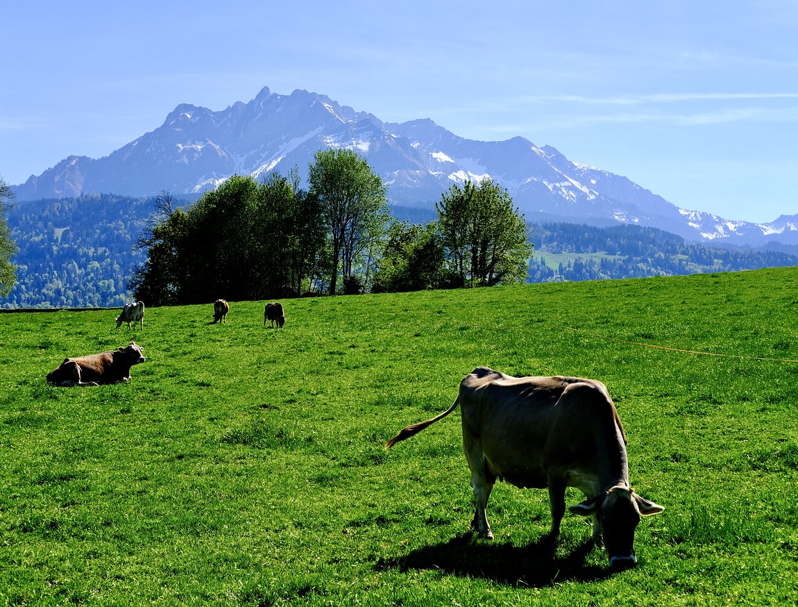 Alpine Farm Day Trip from Lucerne: Pasture to Plate