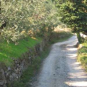 carmignano wine tour