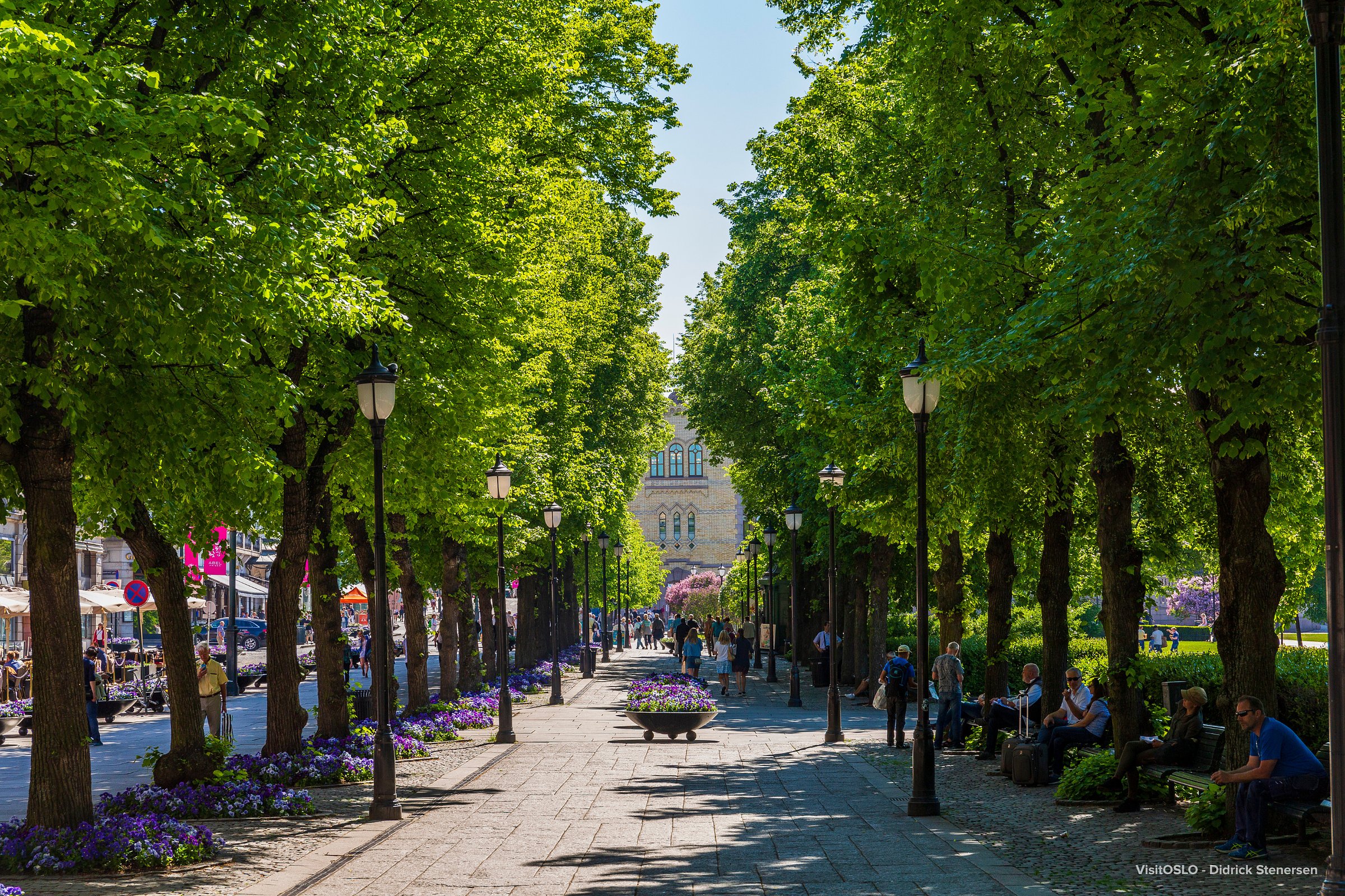Tree-lined boulevard in Oslo filled with people walking and relaxing under bright green summer foliage.