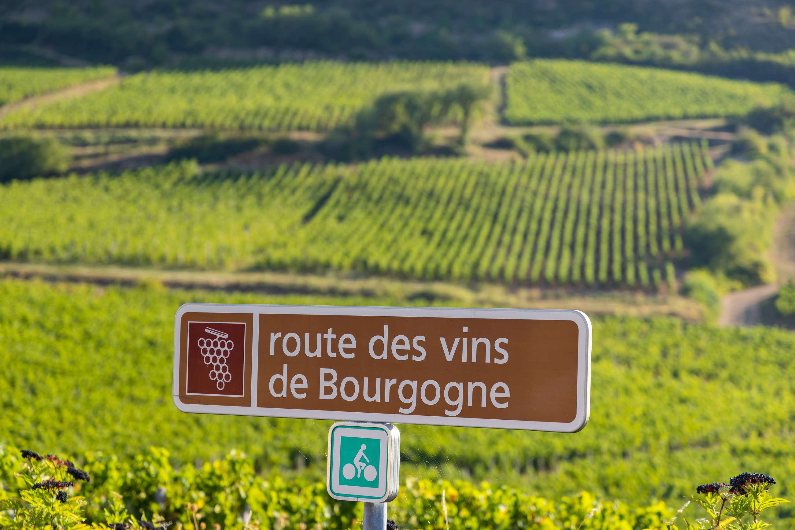 private burgundy wine tour
