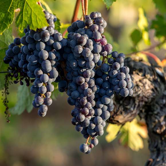 st emilion wine tour